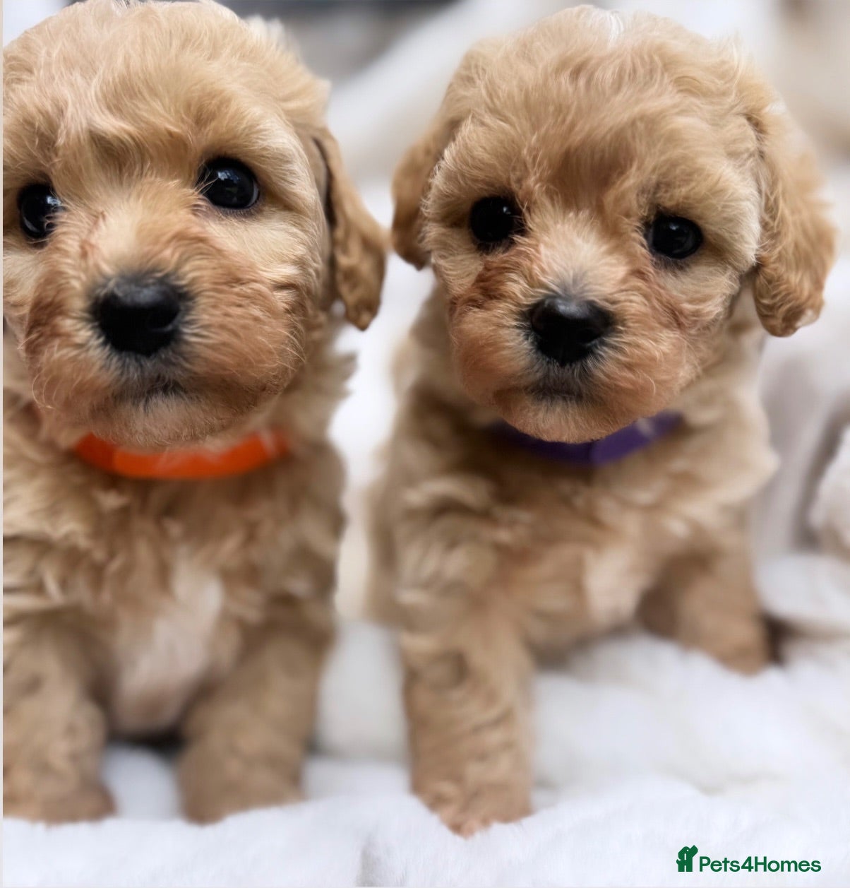 Maltipoo dogs Only 3 Adorable Rare Tiny Maltipoo Left 🐾  - Advert 2