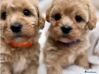 Maltipoo dogs Only 3 Adorable Rare Tiny Maltipoo Left 🐾 - Advert 1