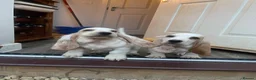 Basset Hound dogs for sale: Now Ready for New Forever Homes - Advert 2