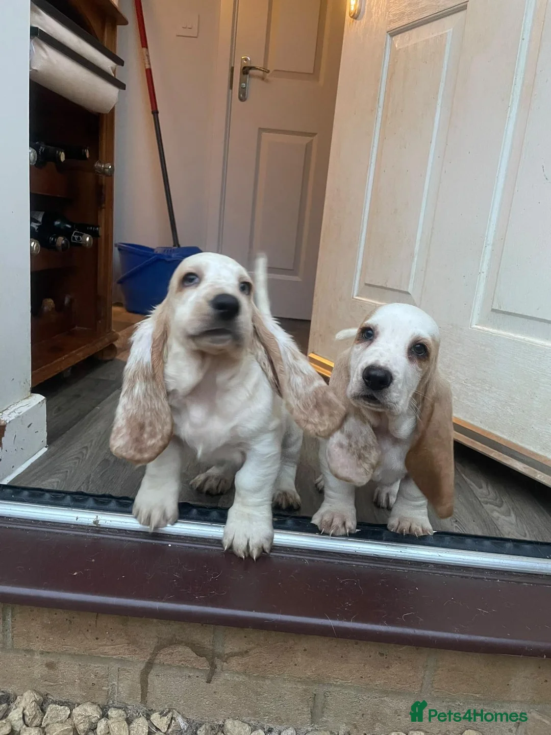 Basset Hound dogs for sale: Now Ready for New Forever Homes - Advert 2