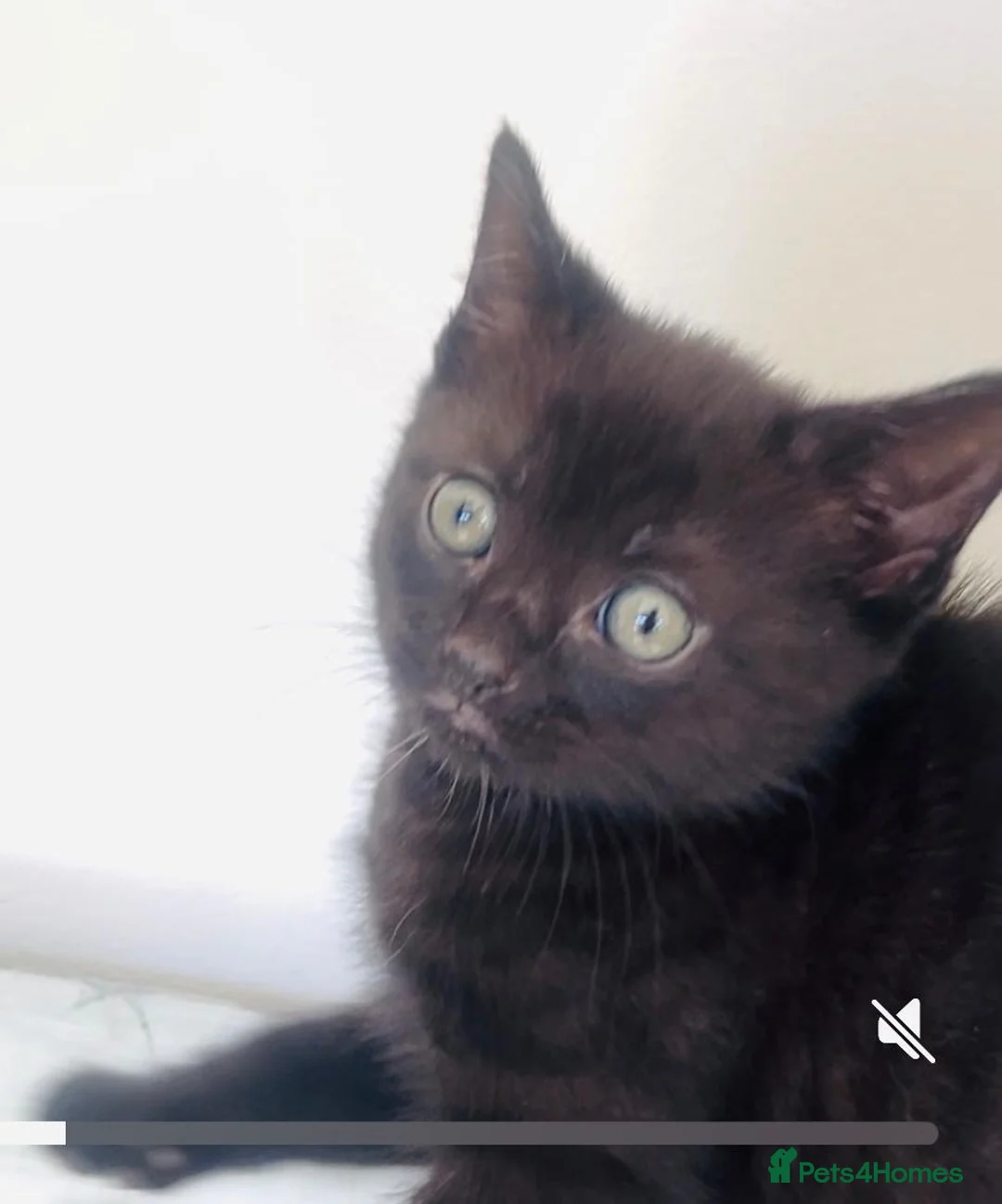 Mixed Breed cats for sale: Chocolate kittens ghost markings  - Advert 6