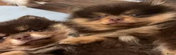 Pomeranian dogs for sale: SUPER FLUFFY Pomeranians ready to leave NOW - Advert 4