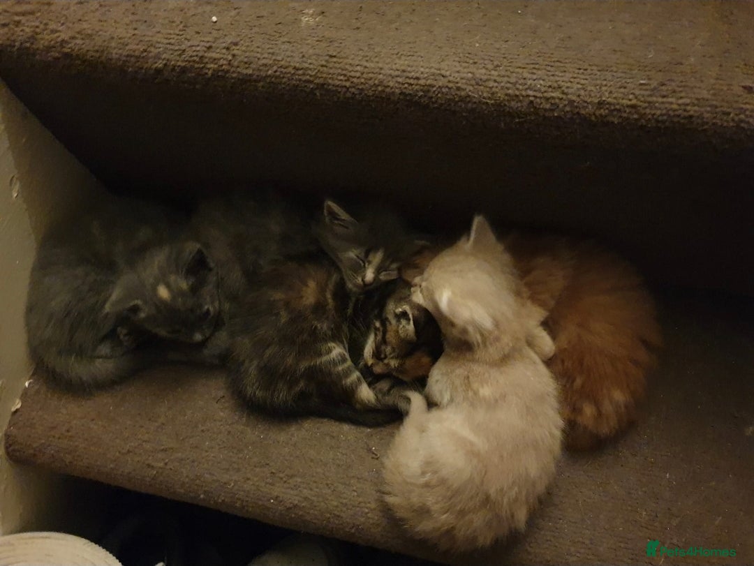 British Shorthair cats for sale: 5 beautiful friendly kittens  - Advert 3