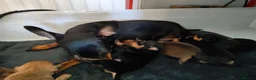 Mixed Breed dogs for sale: Mini Jack Pups - Advert 9