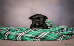 Yorkshire Terrier dogs for sale: Colorful Yorkshire Terrier puppies for sale - Image 15