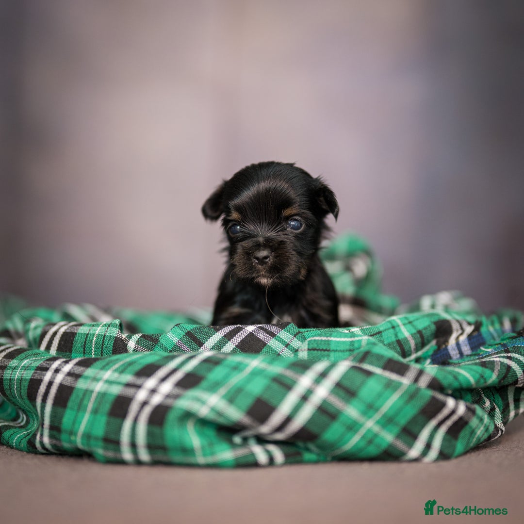 Yorkshire Terrier dogs for sale: Colorful Yorkshire Terrier puppies for sale - Image 15