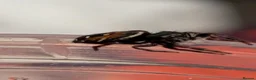 Spiders invertebrates for sale: Phiddipus carneus  - Advert 17