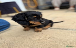 Miniature Dachshund dogs for sale: Miniature Dachshunds Vaccinated and Ready to leave in Harlow - Image 4
