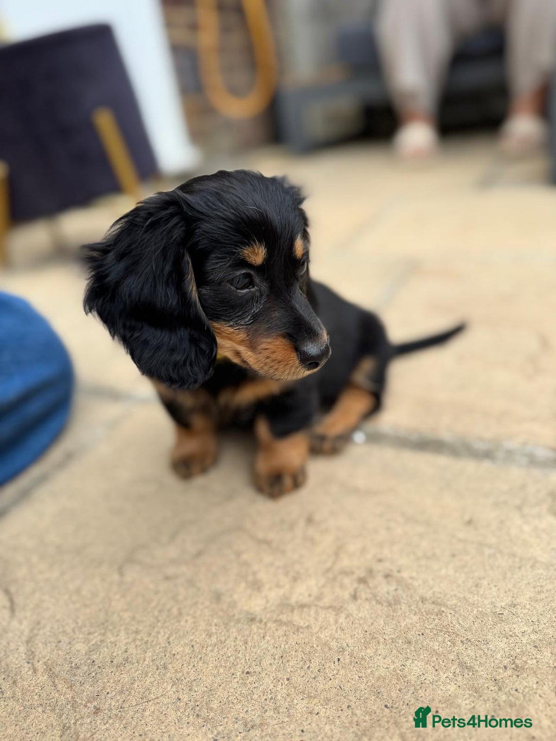 Miniature Dachshund dogs for sale: Miniature Dachshunds Vaccinated and Ready to leave in Harlow - Image 4