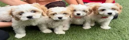 Cavachon dogs for sale: F1 CAVACHON PUPPIES!! - Advert 6