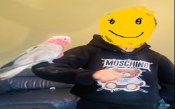 Parrots birds for sale: Hand Reared Galah Cockatoo - Image 3