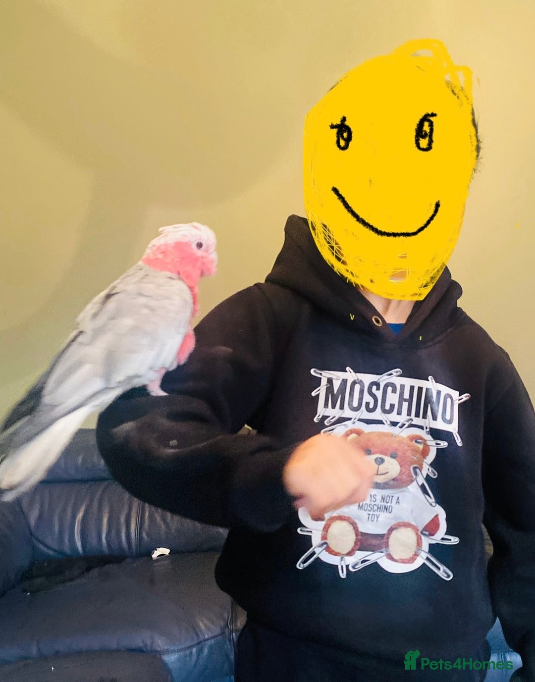 Parrots birds for sale: Hand Reared Galah Cockatoo - Image 3