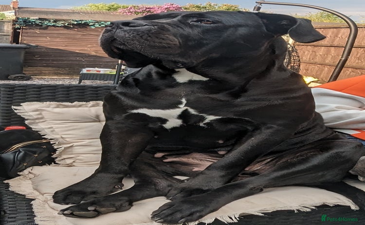 Cane Corso dogs - Advert 4