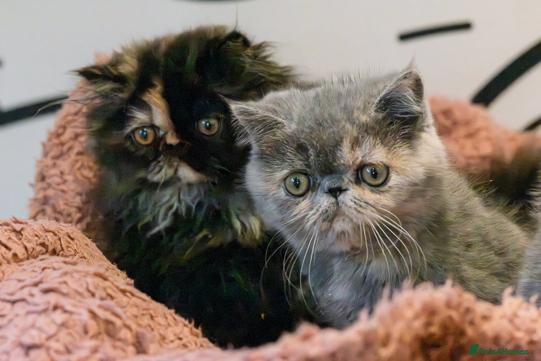 Exotic cats for sale: GCCF Registered - Advert 3