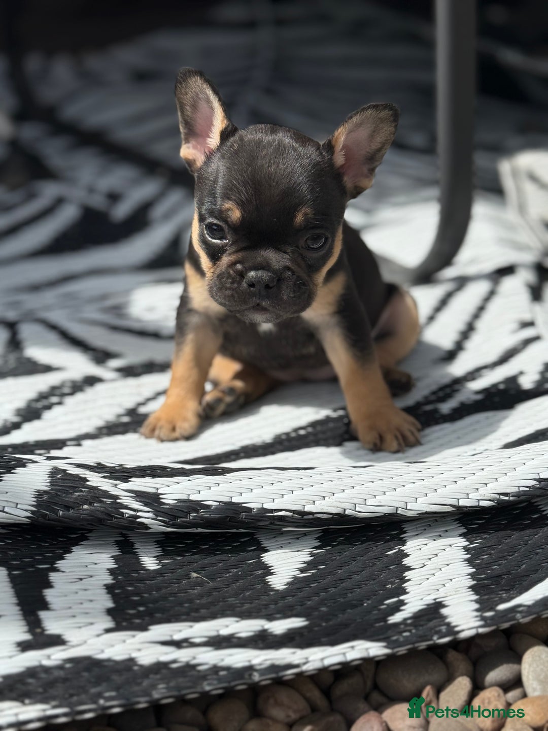 French Bulldog dogs for sale: Beautiful frenchie pups in Leeds - Image 17