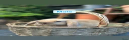 Mini Lop rabbits for sale: Mini Lop Baby Rabbits (Ready To Leave Now) - Advert 2