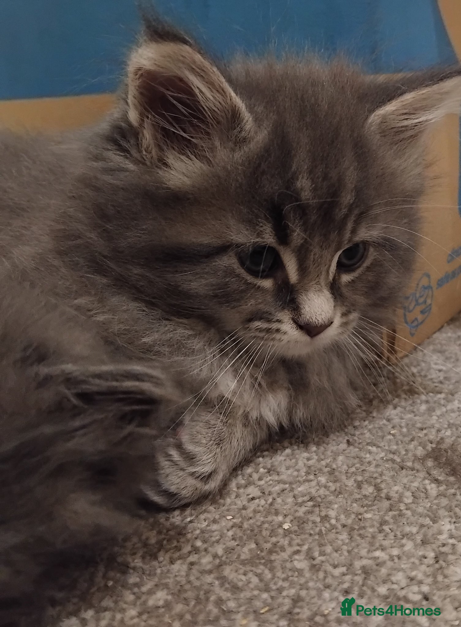 Maine Coon cats 3 purebred Maine Coon kittens - Advert 1