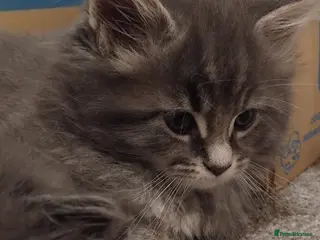 Maine Coon cats 3 purebred Maine Coon kittens - Advert 1