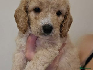 Goldendoodle dogs Goldendoodles - Advert 5