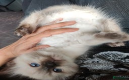 Ragdoll cats for sale: Beautiful Ragdoll kittens - Image 23