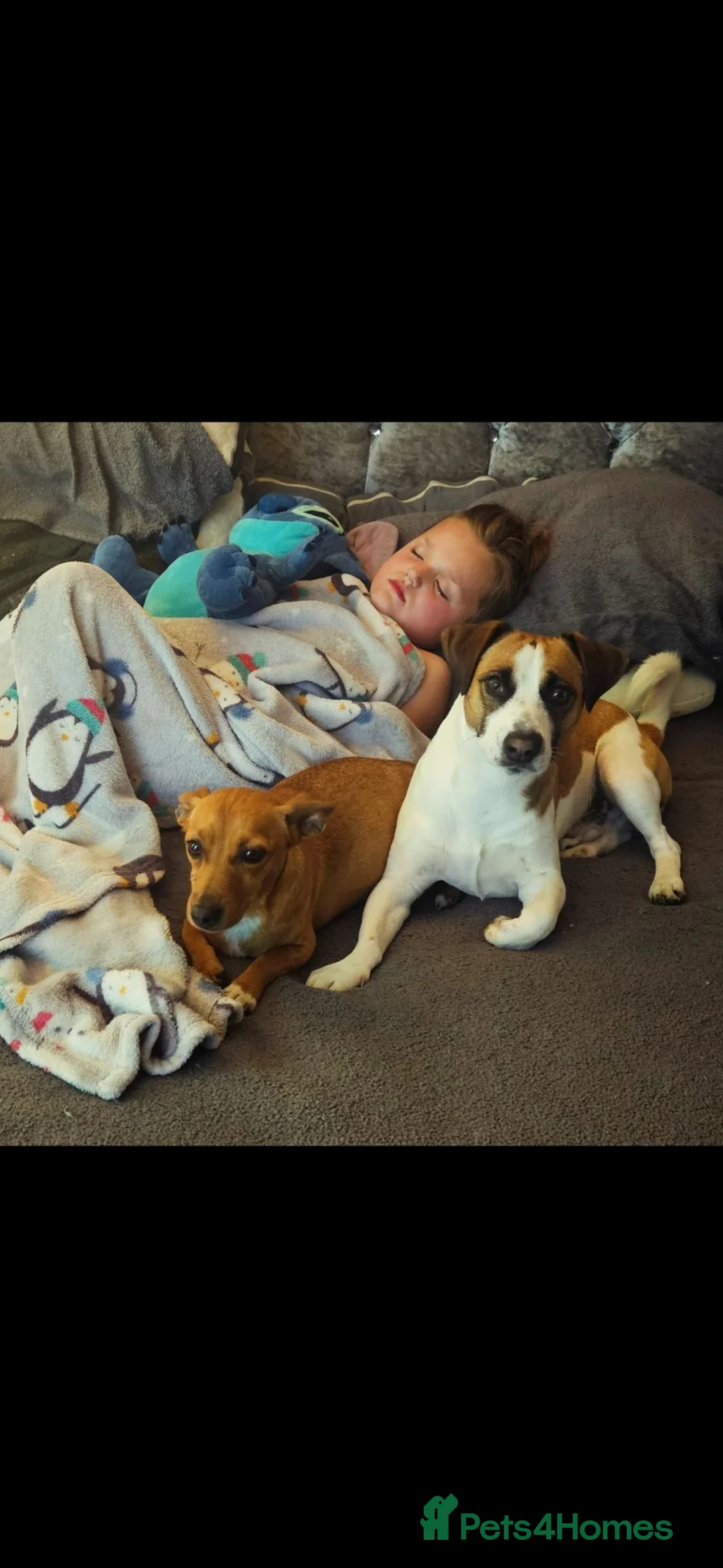 Jack Russell dogs for sale: Last male JRT to find he's forever home  - Advert 2