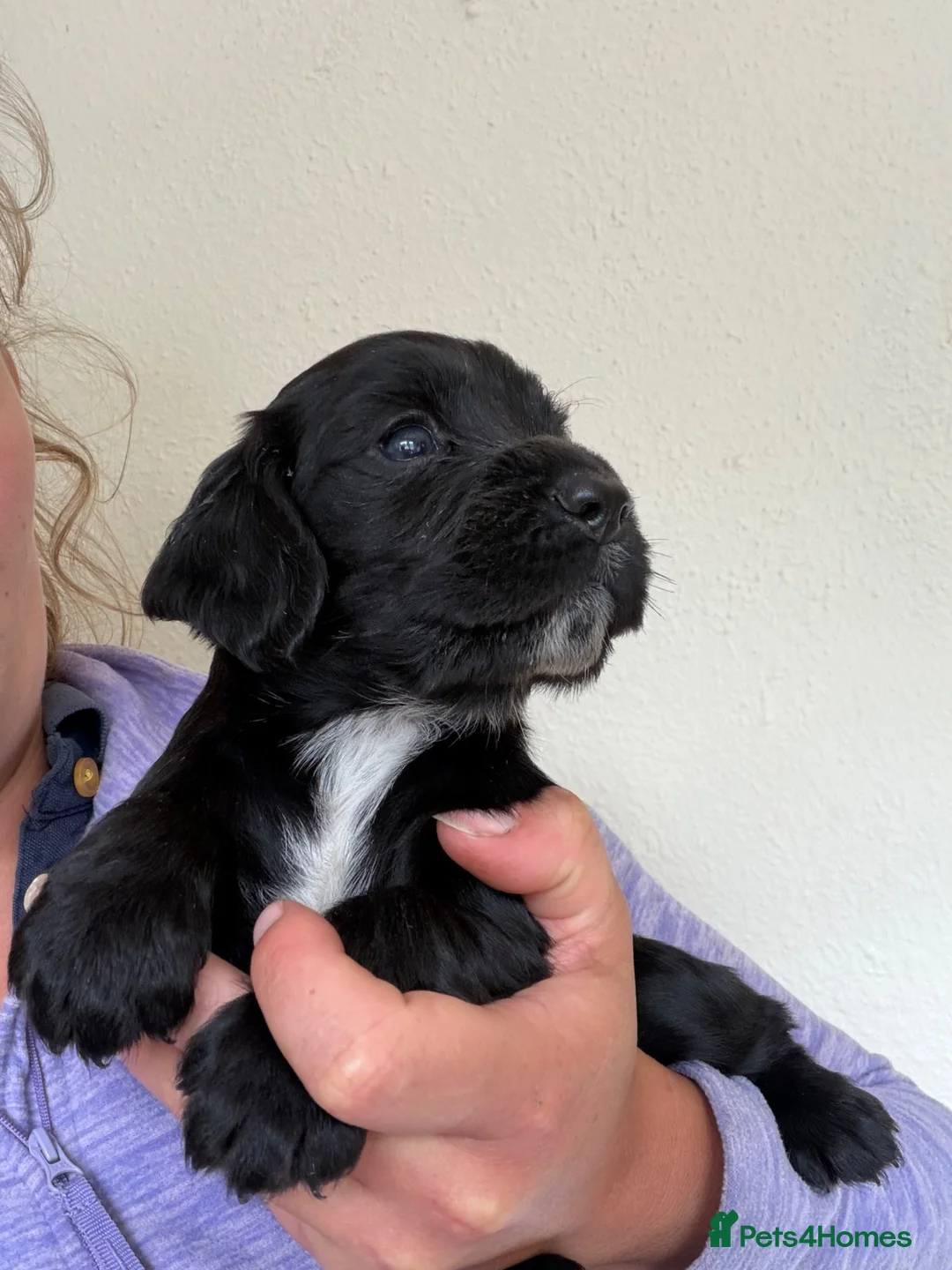 Cocker Spaniel dogs for sale: Working bred cocker spaniel pups  - Advert 10