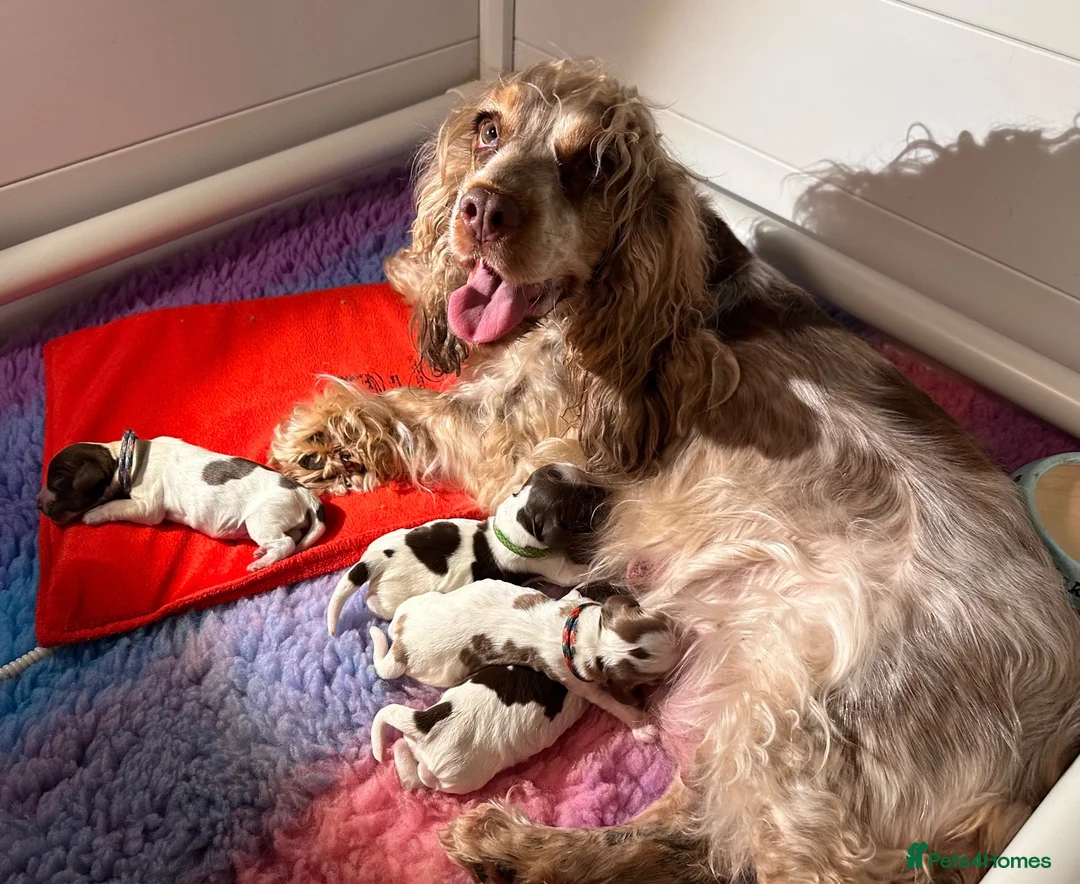 Cocker Spaniel dogs for sale: KC Show Cocker Spaniels (home reared) - Advert 1