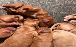 Cockapoo dogs for sale: 7 beautiful cockapoos  - Image 25