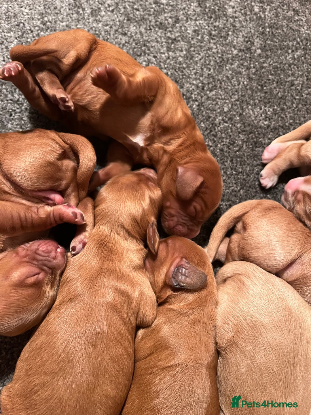 Cockapoo dogs for sale: 7 beautiful cockapoos  - Image 25
