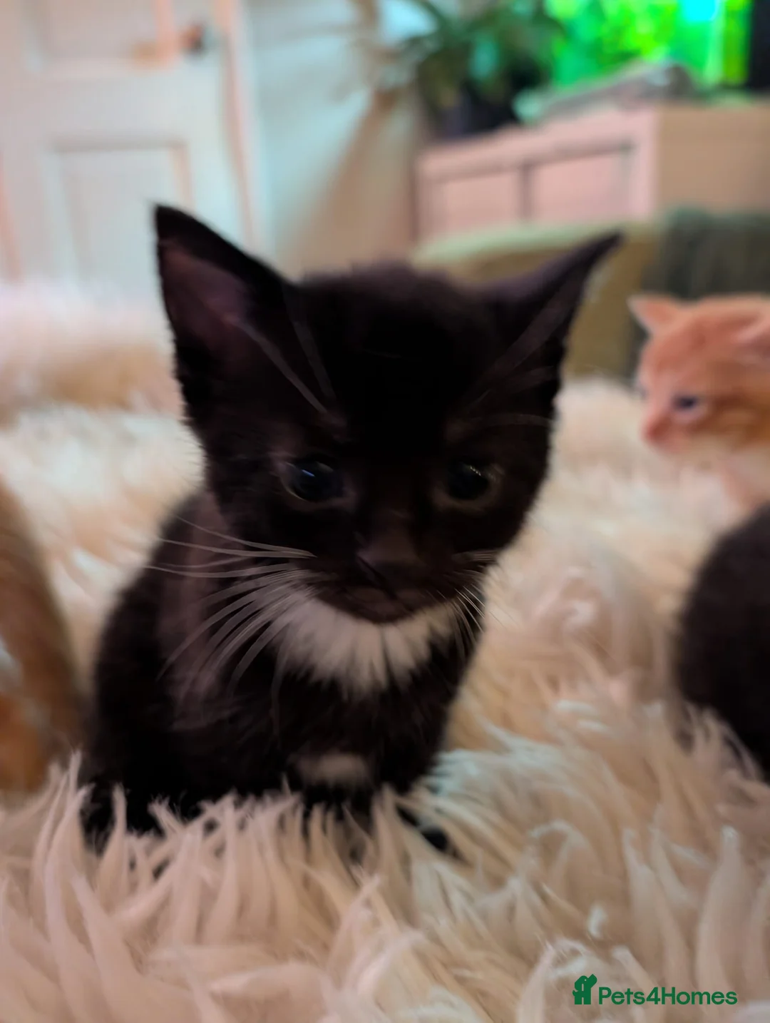 Mixed Breed cats for sale: Beautifull kittens - Advert 9