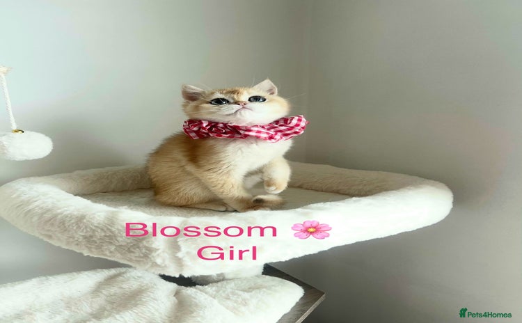 British Shorthair cats - Advert 6