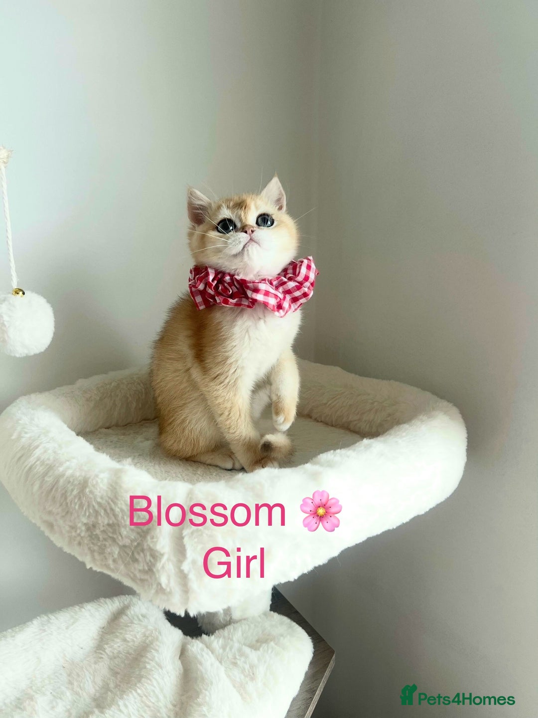 British Shorthair cats for sale: Rare NY12 British Shorthair Kittens  - Image 1