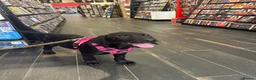 Labrador Retriever dogs for sale: Champion line labradors part trained - Advert 5