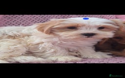 Cavachon dogs for sale: Cavachon Puppies for sale - Image 4