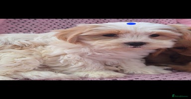 Cavachon dogs - Advert 15