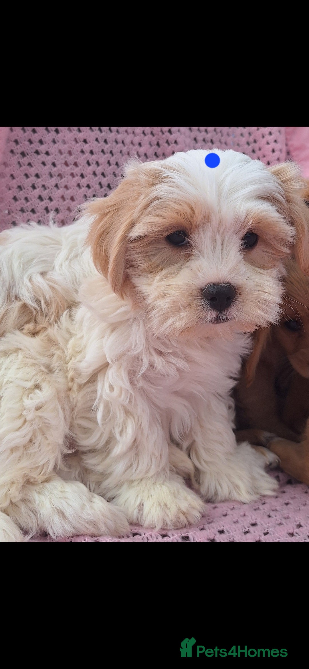 Cavachon dogs for sale: Cavachon Puppies for sale - Image 4