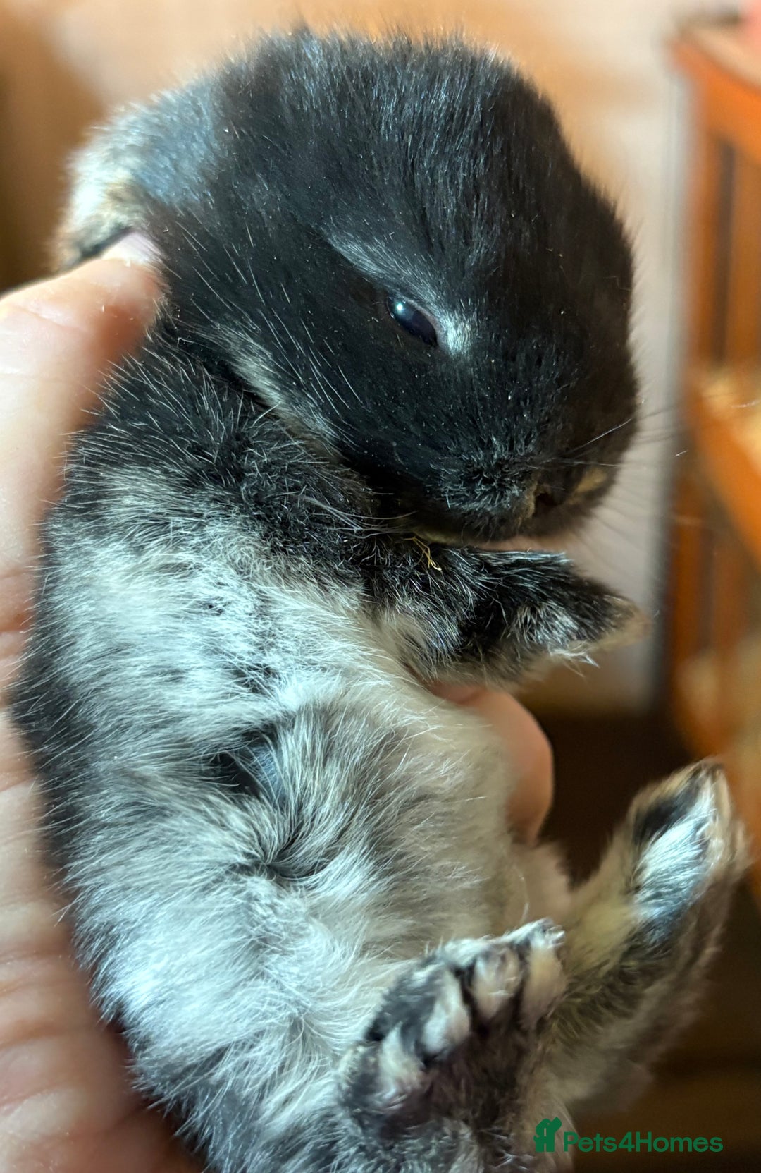 Rex rabbits for sale: Two beautiful rabbit litters - Image 26