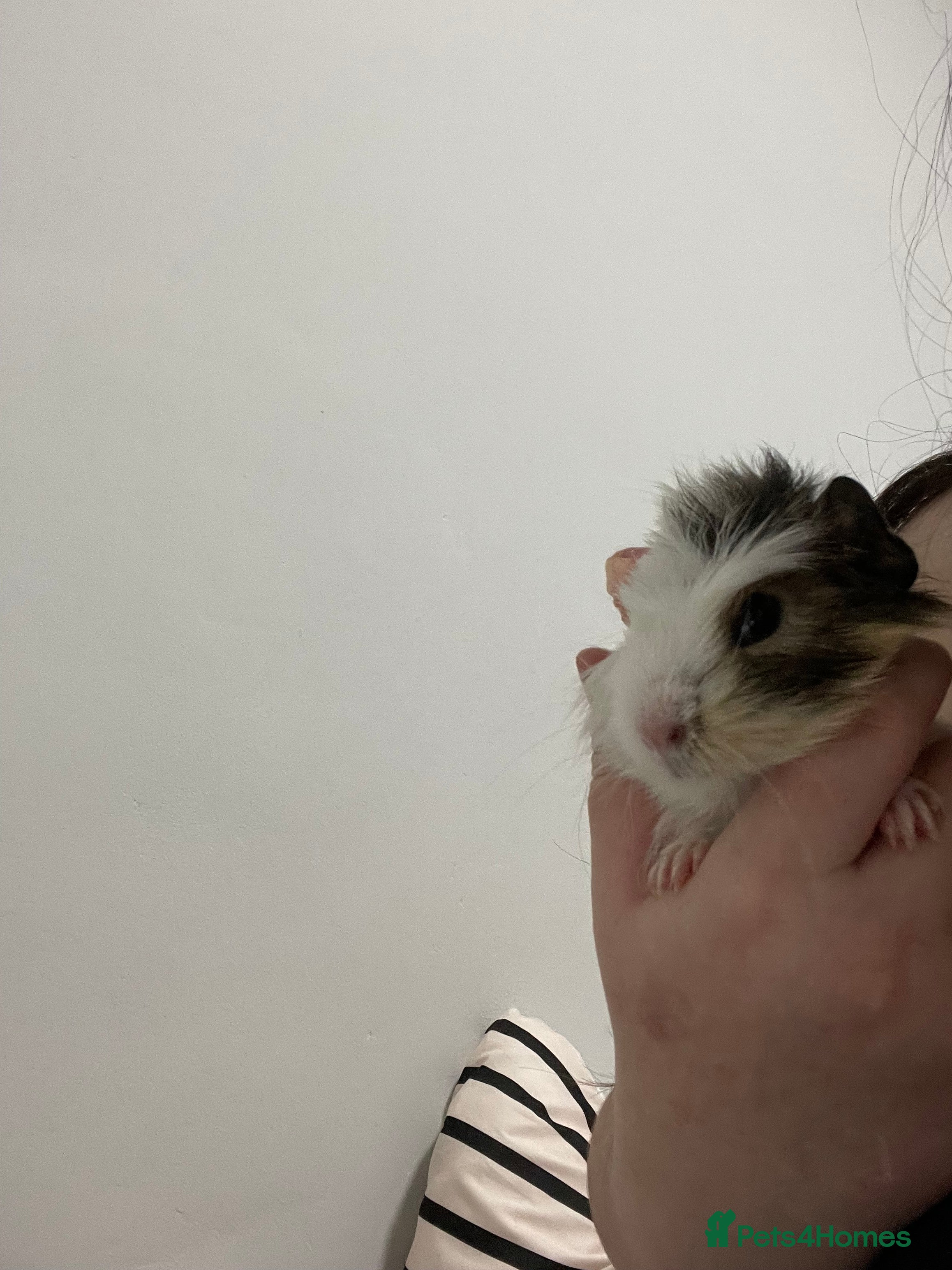 Guinea Pig rodents Cookie - Advert 1