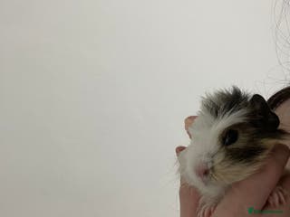 Guinea Pig rodents Cookie - Advert 1