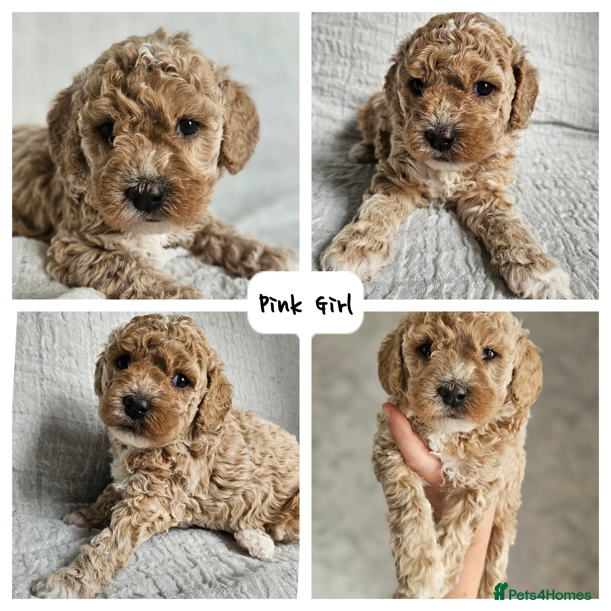 Mini Goldendoodle dogs 🐾✨ Beautiful Toy Goldendoodle Puppies  ✨🐾 - Advert 2