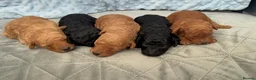 Toy Poodle dogs for sale: KC Registered Miniature Toy Poodle Puppies forSale - Advert 26