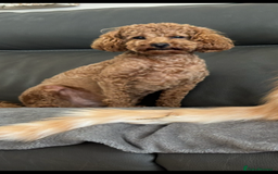 Cockapoo dogs for sale: TOY Cockapoo/ SHOW type F1 / License - Image 16