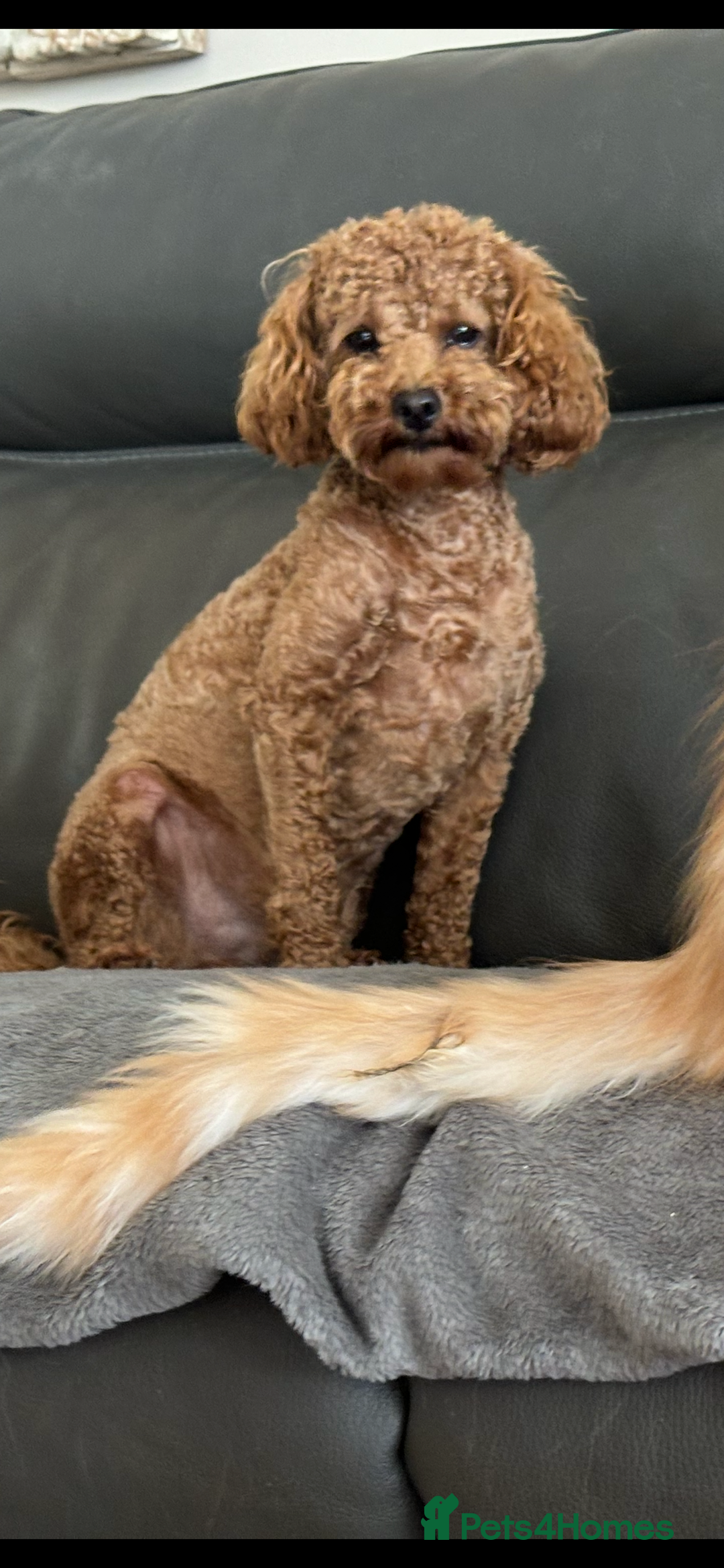 Cockapoo dogs for sale: TOY Cockapoo/ SHOW type F1 / License - Image 16