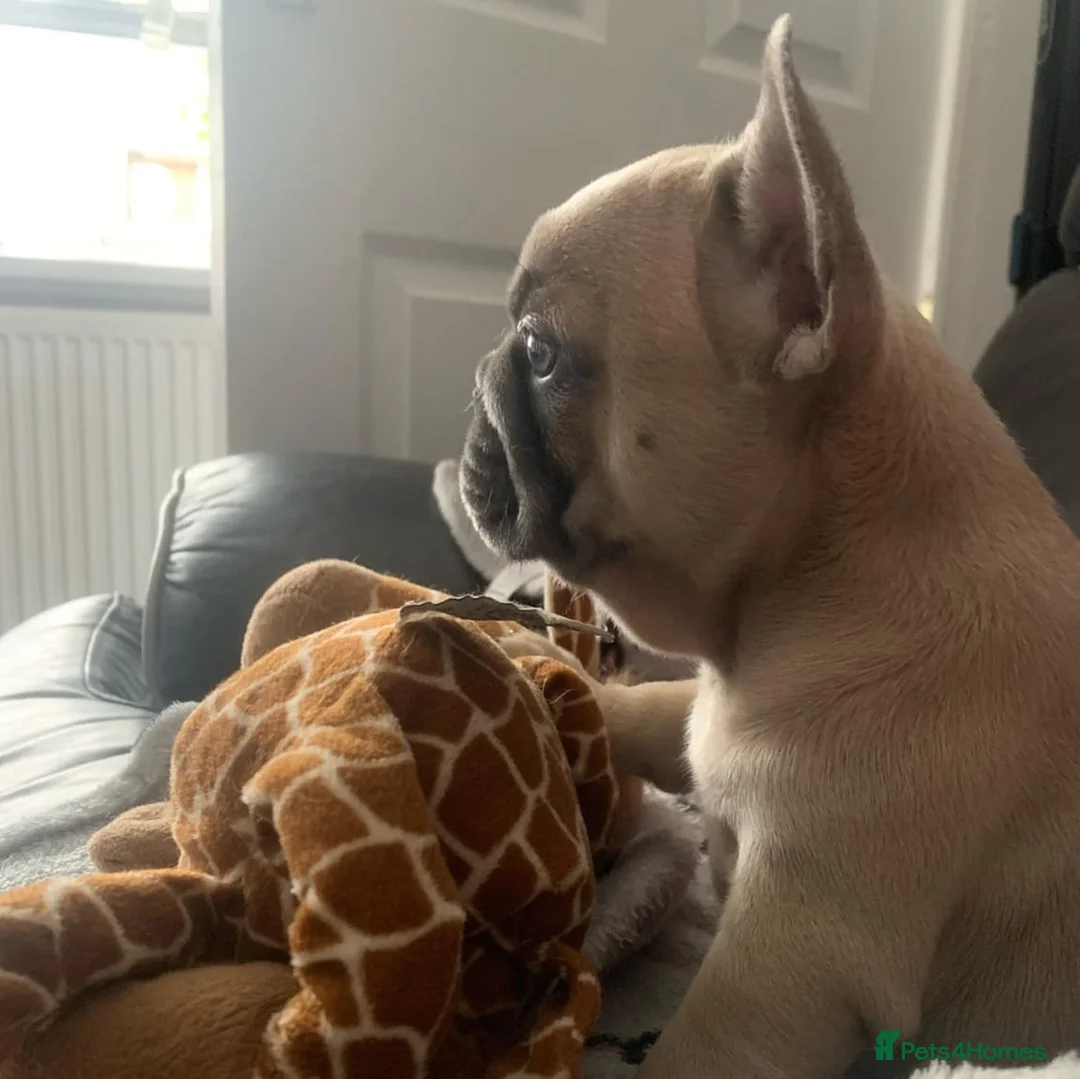 French Bulldog dogs for stud: Mayan, Rfg, bva, Silver health tested Lilac tan in Sheffield - Advert 9