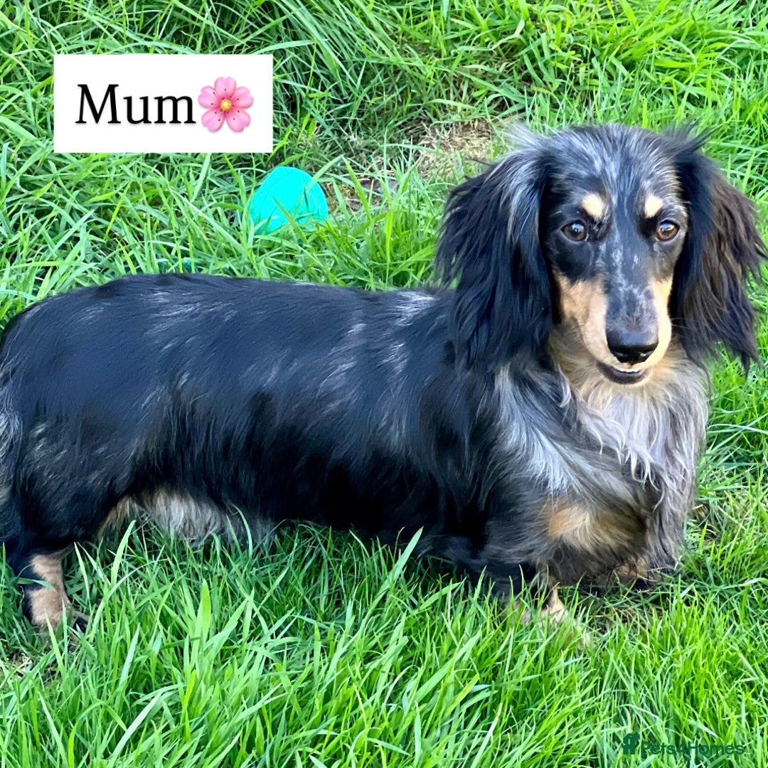 Miniature Dachshund dogs for sale: LONGHAIRED MINIATURE CREAM PUPPIES🐾🩵 - Image 12