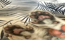 American Shorthair cats for sale: Kittens - Image 8