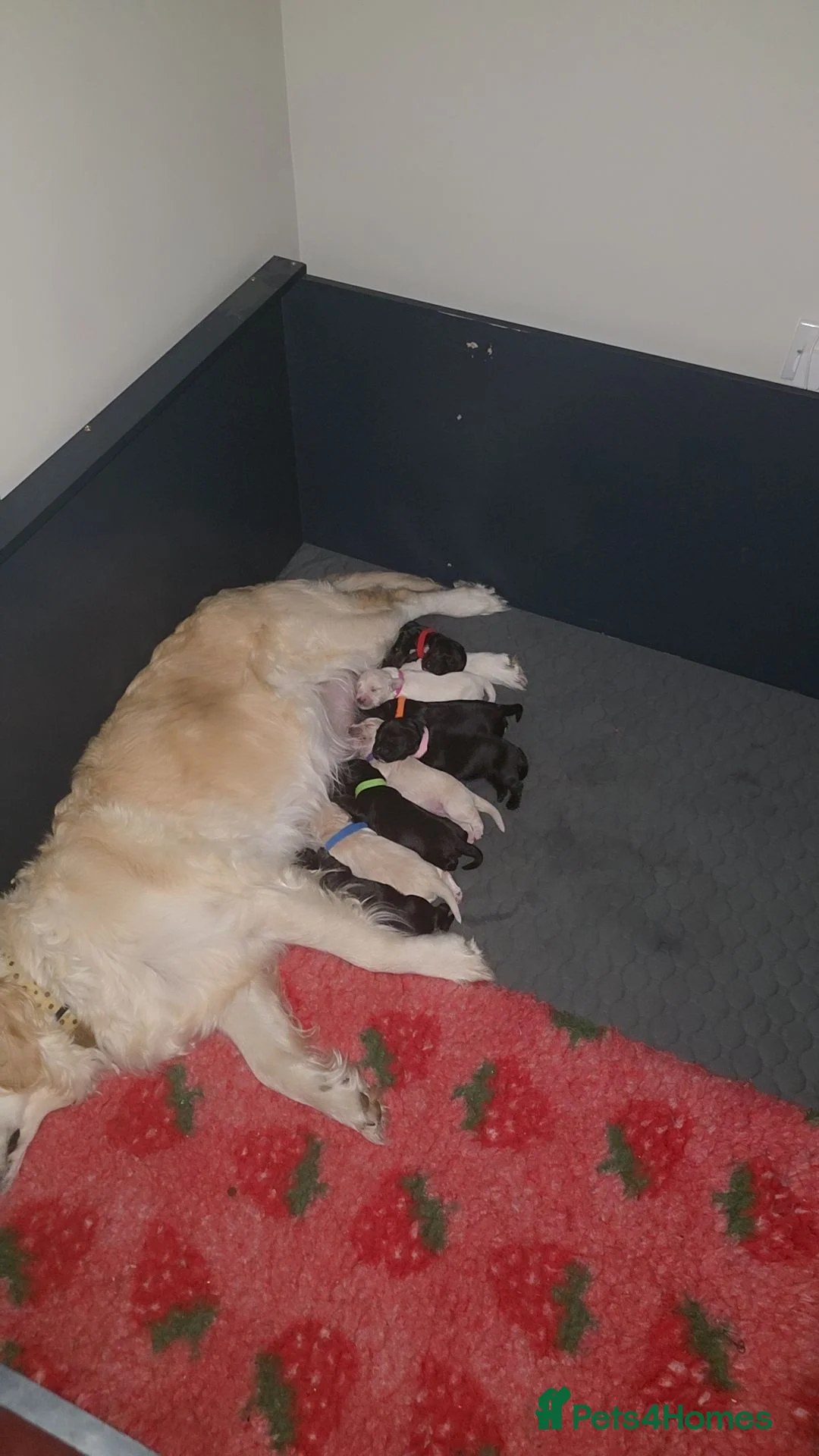 Mixed Breed dogs for sale: Spangold retriever  - Advert 1