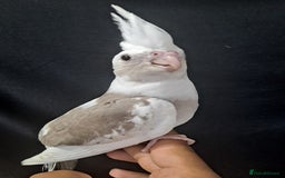 Cockatiels birds for sale: Silly hand tamed baby cockatiels for sale  - Image 14