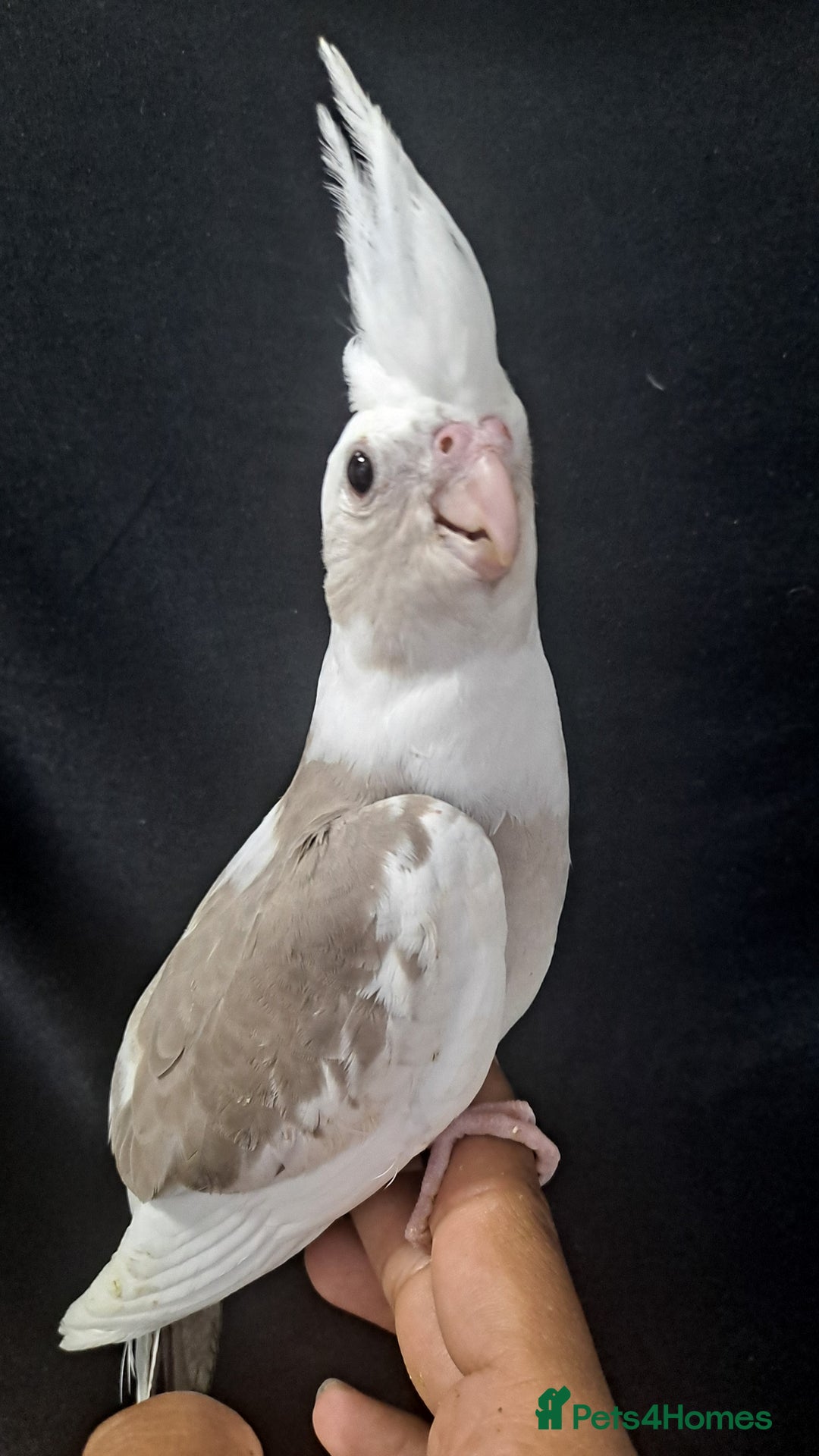 Cockatiels birds for sale: Silly hand tamed baby cockatiels for sale  - Image 14
