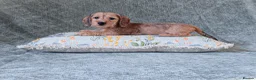 Miniature Dachshund dogs for sale: Silkie Mini Dachshund Puppies  - Advert 12